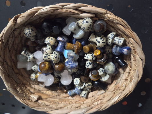 Mini Mushroom bundle